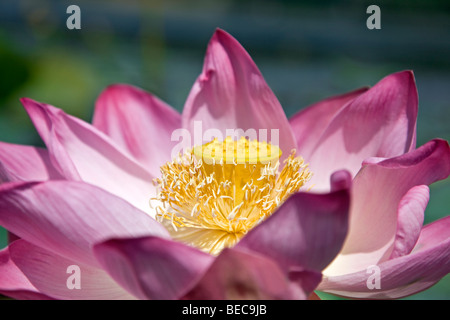 Fiore di loto. Dal Lago. Srinagar. Il Kashmir. India Foto Stock