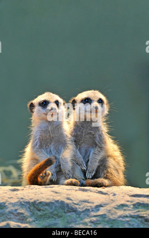 Meerkats (Suricata Suricatta), due giovani animali Foto Stock