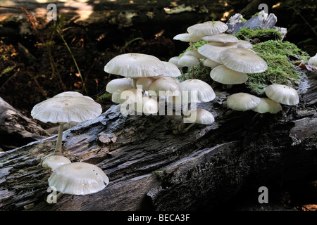 Fungo di porcellana (Oudemansiella mucida), che cresce dal legno morto Foto Stock