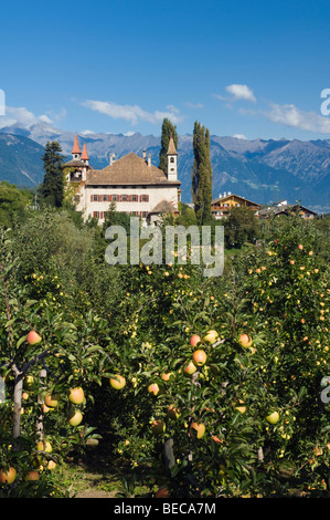 Apple orchard, Schloss Fahlburg Castello, Prissiano/, Trentino, Alto Adige, Italia, Europa Foto Stock