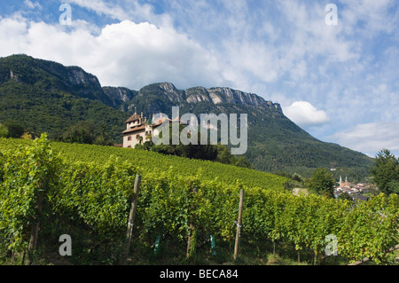 Mitterdorf, vigneto, Caldaro o Lago di Caldaro, Trentino, Alto Adige, Italia, Europa Foto Stock