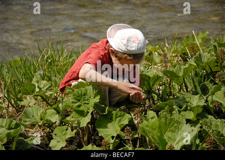 Bambino, 7, ooking per insetti in un prato a fianco di un fiume Foto Stock