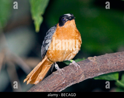 Snowy-Crowned Robin-Chat (cossypha niveicapilla) Foto Stock