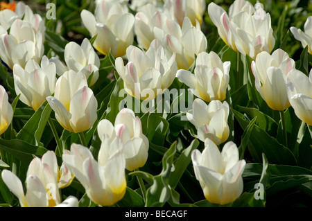 Tulipani bianco (Tulipa fosteriana) in un letto di fiori Foto Stock