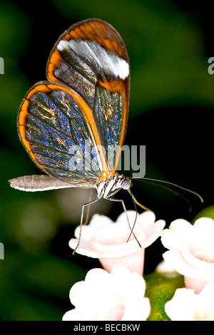 Longwing butterfly (Heliconius) Foto Stock