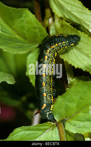 Bedstraw Hawk-Moth (Hyles gallii), Caterpillar su di latifoglie Willowherb Foto Stock