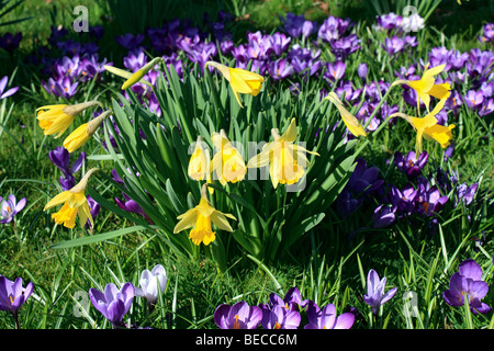A fioritura primaverile di crochi e narcisi, Sussex, Inghilterra, Regno Unito. Foto Stock