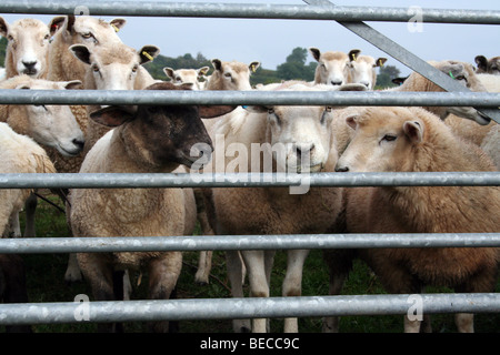 Allevamento delle pecore Foto Stock