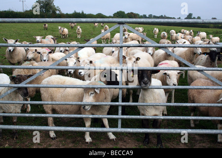 Allevamento delle pecore Foto Stock