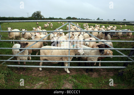 Allevamento delle pecore Foto Stock