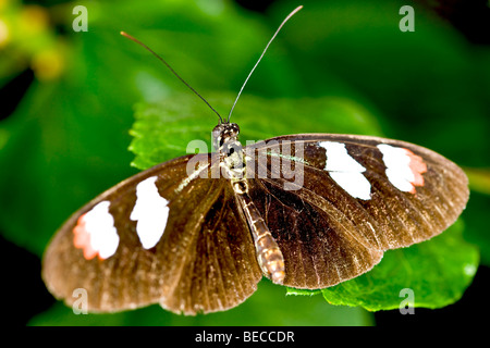 Longwing butterfly (Heliconius) Foto Stock