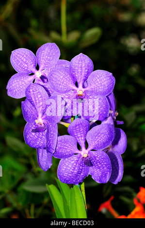 Fiori di orchidea: Blu Vanda Ascocenda Princess Mikasa Foto Stock