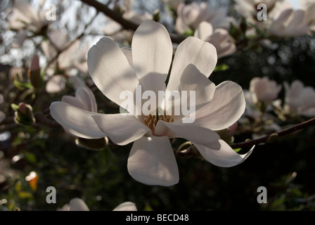 Magnolia x loebneri 'Merrill' Foto Stock