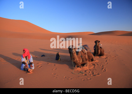 Uomo blu del deserto si siede da cammelli in Erg Chebbi dune di sabbia nel deserto del Sahara vicino a Merzouga, Marocco, Africa del Nord Foto Stock