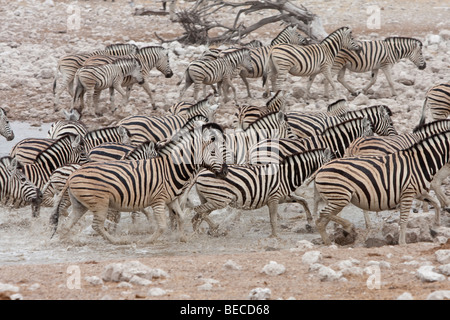 Le pianure zebre, Zebra burchellii, Etosha, Namibia Foto Stock