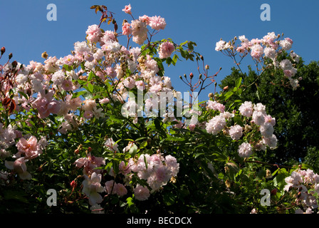 Rosa "Paul's Himalayan Musk Rambler' Foto Stock