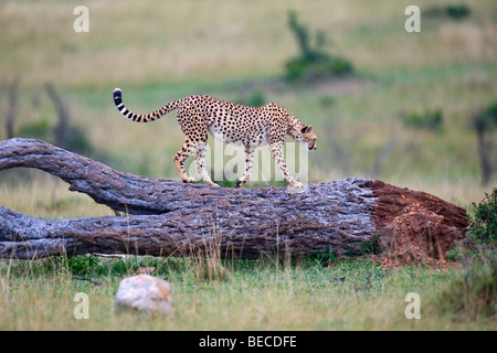 Ghepardo (Acinonyx jubatus), camminando su un albero morto, il Masai Mara riserva nazionale, Kenya, Africa orientale Foto Stock