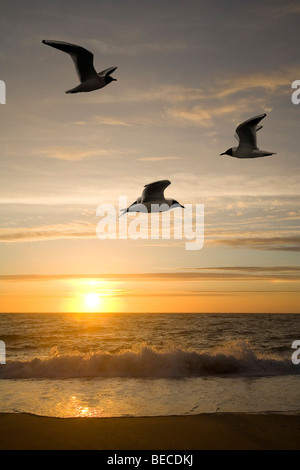 Gabbiani (Larus ridibundus) e tramonto Foto Stock