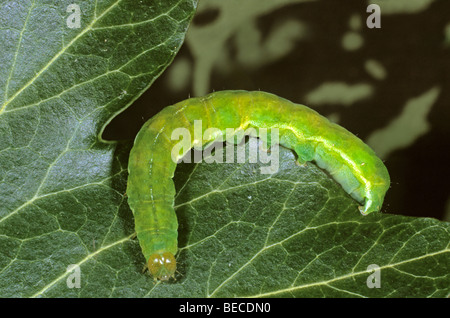 Sfumature di angolo (Phlogophora meticulosa), Caterpillar Foto Stock