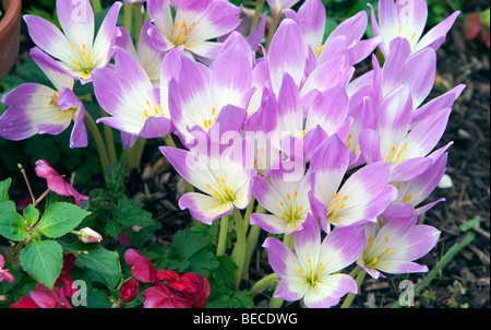 Un letto di autunno Crocus Colchicum autumnale viola e bianco e altamente velenosi. Foto Stock