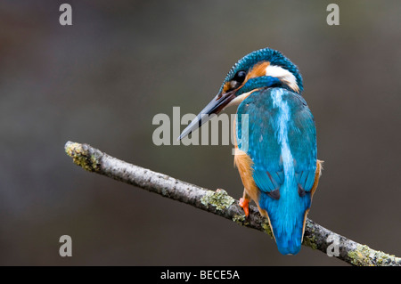 Common Kingfisher (Alcedo atthis), Woergl, Tirolo, Austria, Europa Foto Stock