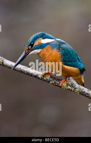 Common Kingfisher (Alcedo atthis), Woergl, Tirolo, Austria, Europa Foto Stock