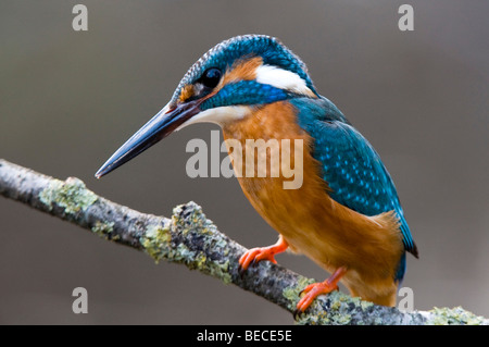 Common Kingfisher (Alcedo atthis), Woergl, Tirolo, Austria, Europa Foto Stock