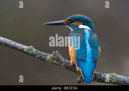 Common Kingfisher (Alcedo atthis), Woergl, Tirolo, Austria, Europa Foto Stock