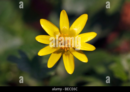 Lesser Celandine (Ranunculus ficaria), in prossimità di un fiore Foto Stock