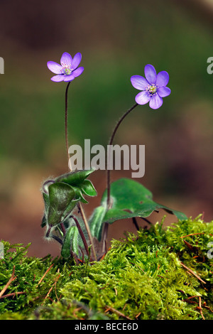 Kidneywort (Hepatica nobilis, Anemone hepatica) Foto Stock