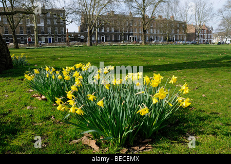 Giunchiglie Highbury campi con terrazza di Highbury in background di Islington Londra Inghilterra REGNO UNITO Foto Stock