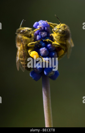 Il miele delle api (Apis mellifera), Giacinto di uva (Muscari botryoides), Schwaz, in Tirolo, Austria, Europa Foto Stock