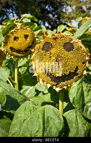 Semi di girasole-teste con smile, nelle prove in campo RHS Wisley giardino, Surrey, Regno Unito Foto Stock