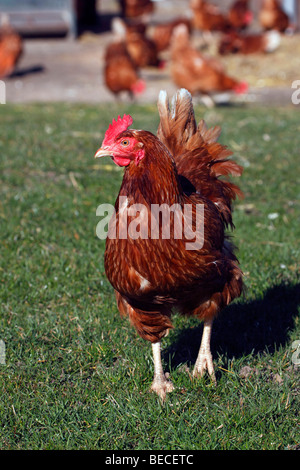 Fienile polli, galline, polli, (Gallus gallus domesticus) Foto Stock