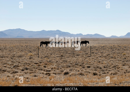 Metà cavalli selvaggi vicino alla Autostrada 6 vicino a Tonopah, Grande Bacino, Nevada, STATI UNITI D'AMERICA Foto Stock