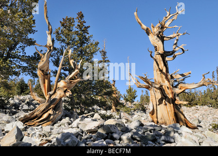 Bristlecone pini (Pinus aristata), tra 2000 e 3000 anni Bristlecone boschetto di pini, Parco nazionale Great Basin, Nevada, Foto Stock