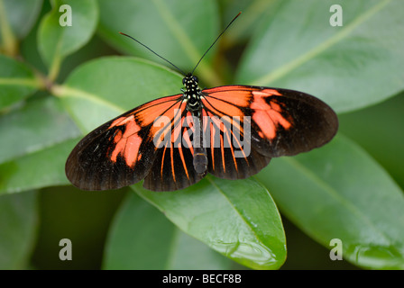 Portalettere Butterfly (Heliconius melpomene :), originario del Sud America, Monaco Giardino Botanico Foto Stock