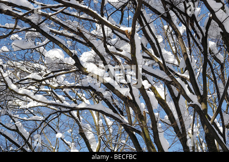 Neve sui rami Foto Stock