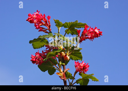 Fioritura di ribes (Ribes sanguineum), arbusti ornamentali Foto Stock