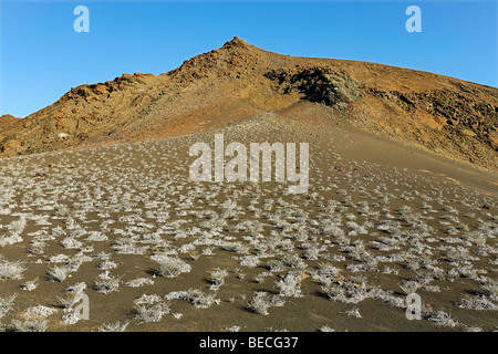 Tiquilia arbusti (Tiquilia nesiotica) su un pendio di fronte a un vulcano, Bartolomé Island, Galapagos Achipelago, UNESCO mondo la sua Foto Stock