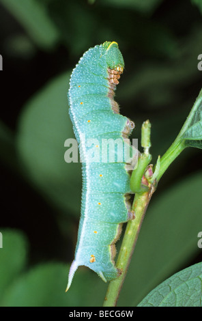 Ampio delimitato Bee Hawk-moth (Hemaris fuciformis), Caterpillar in una posizione difensiva Foto Stock
