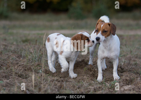 Jack Russel Beagle mixed-razza del cane e del Cavalier King Charles Spaniel sniffing ogni altro Foto Stock