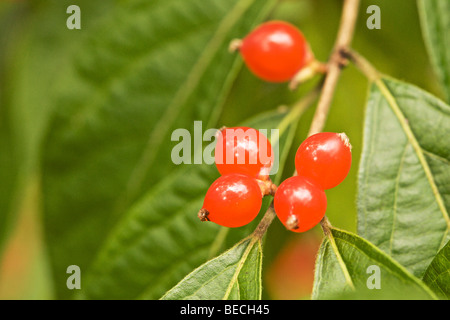 Caprifoglio Amur bacche. Esotiche invasive. Cascata Glen Forest Preserve. DuPage County, Illinois. Foto Stock