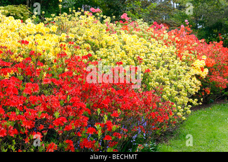 Ammassato le coltivazioni di azalee decidue (Rhododendron) Foto Stock