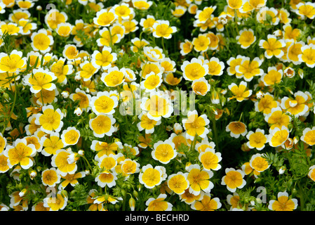 Limnanthes douglasii AGM Foto Stock