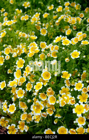 Limnanthes douglasii AGM Foto Stock