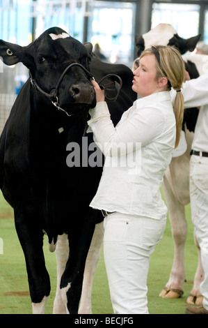 Bestiame bovino di caseificio giudicare al Royal Show di Melbourne, Australia Foto Stock