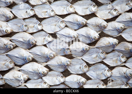 Il modo tradizionale di essiccazione dei pesci in Indonesia Foto Stock