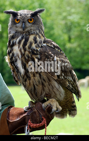 Gufo reale (Bubo bubo) seduto sul suo lato di falconer Foto Stock