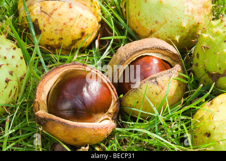 Conkers caduti. Ippocastano, Aesculus hippocastanum. Regno Unito Foto Stock